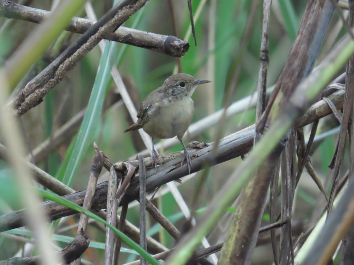 musesmett - ML646260720