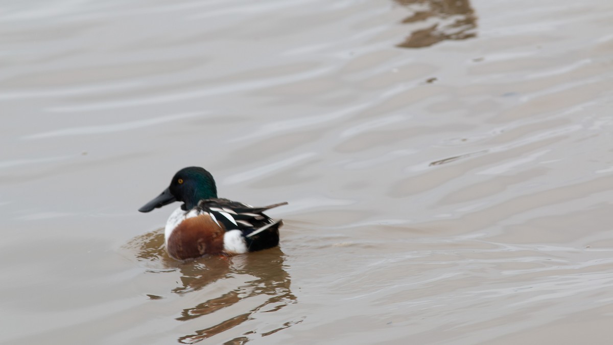 skjeand - ML646260722