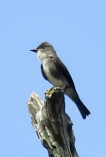 jakkepivi - ML646260723