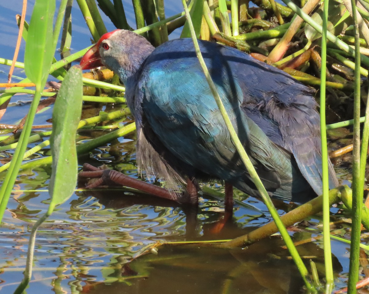 gråhodesultanhøne - ML646260724