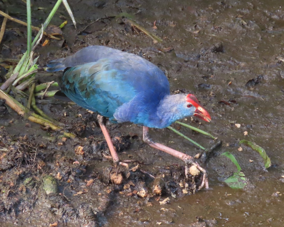 gråhodesultanhøne - ML646260725