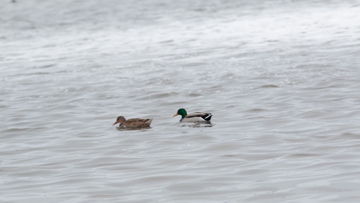 stokkand - ML646260729