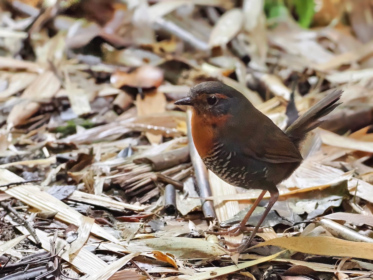 rødstrupetapakulo - ML646260731