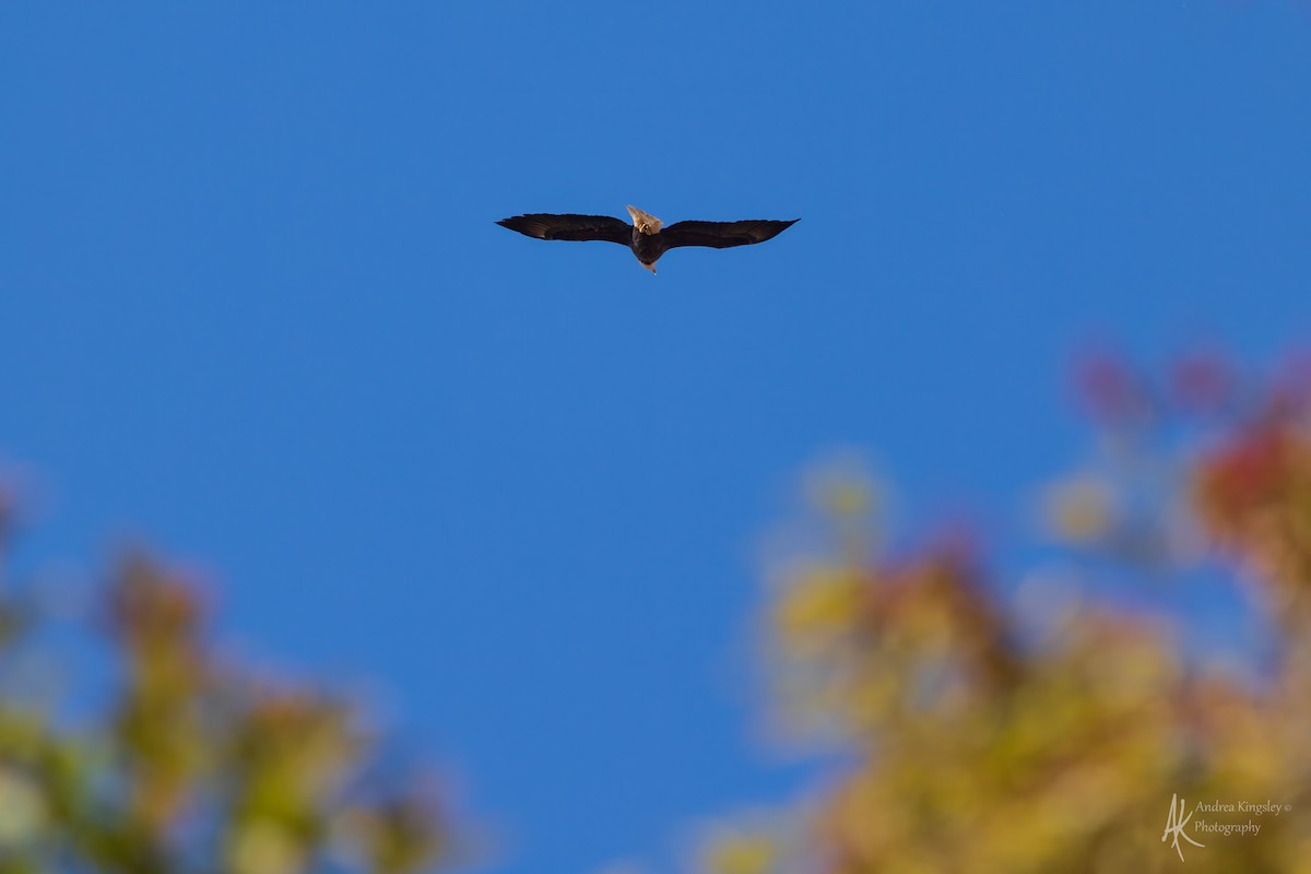 hvithodehavørn - ML646260733