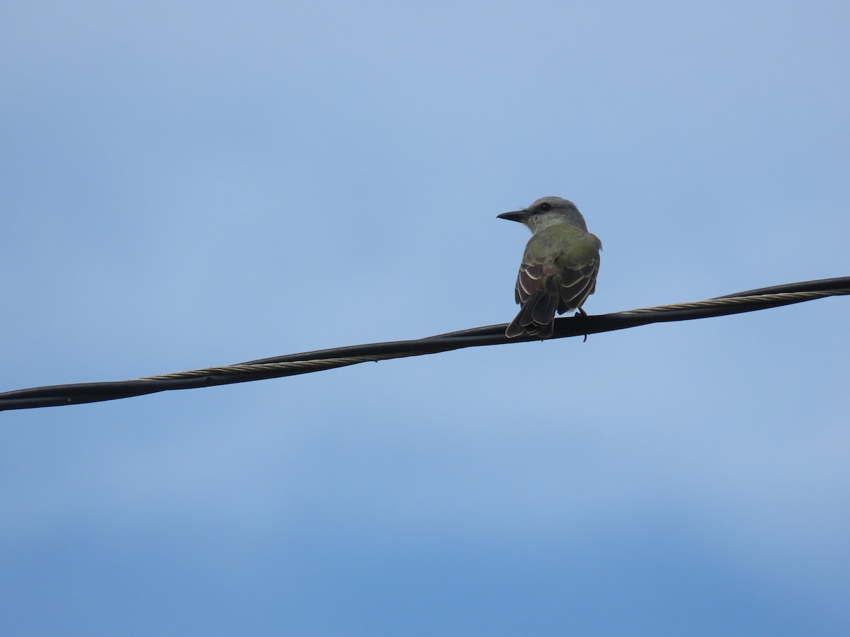 tropekongetyrann - ML646260734