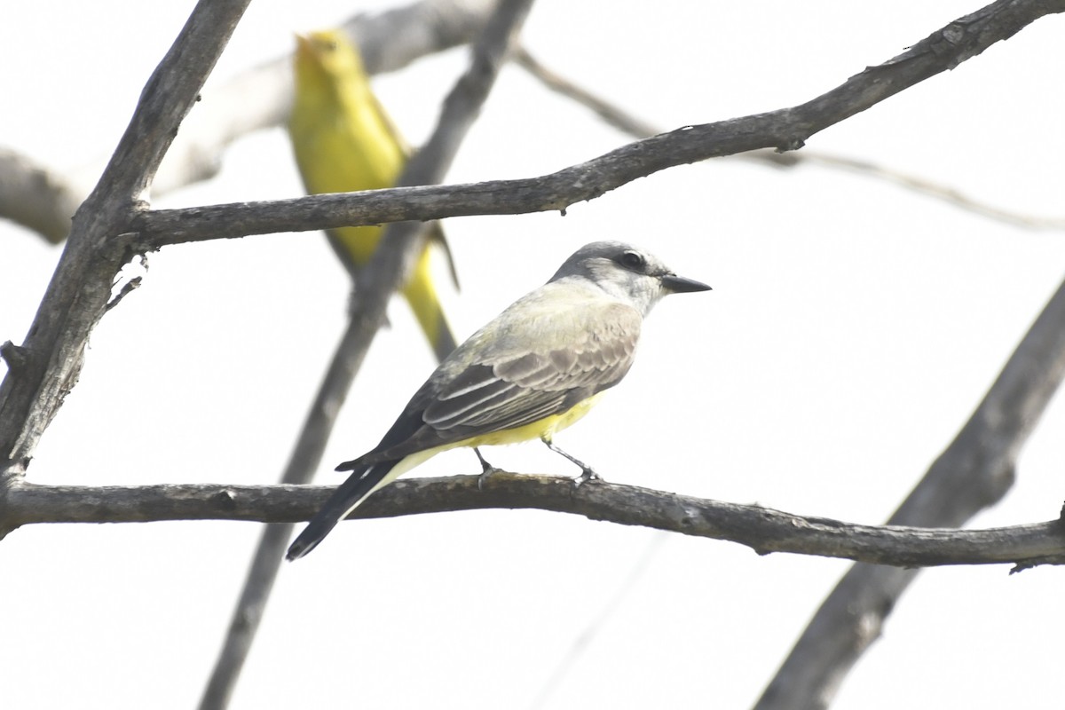 vestkongetyrann - ML646260735