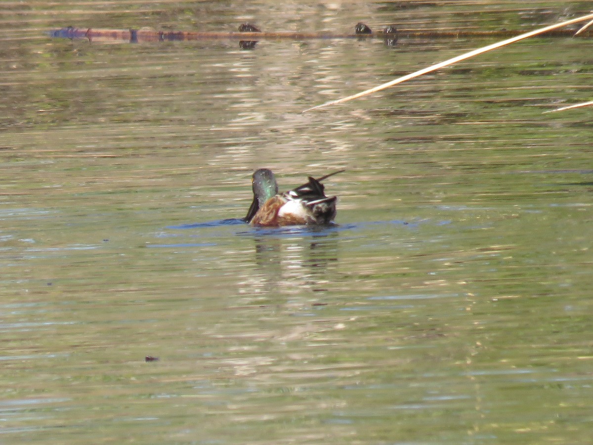 skjeand - ML646260736