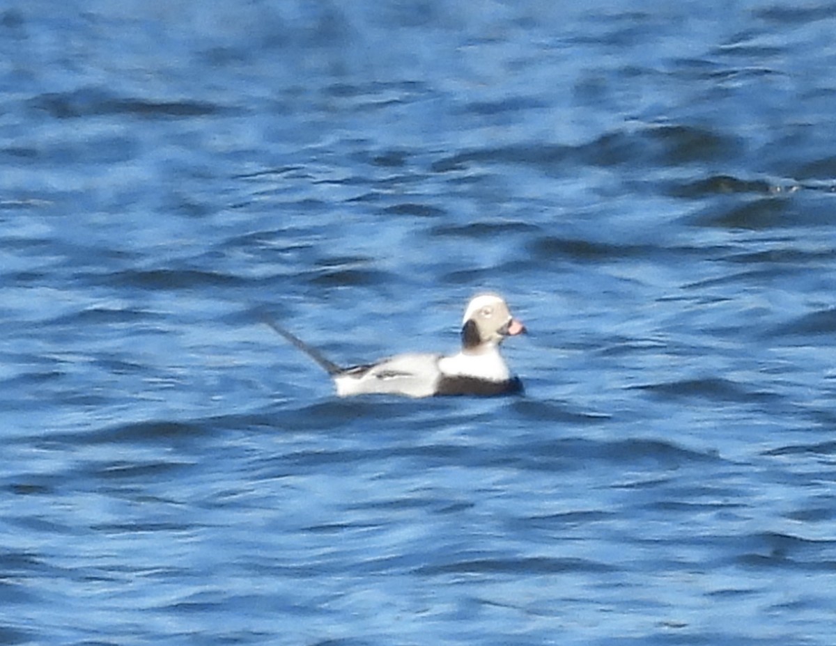 havelle - ML646260738