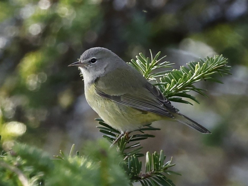 Orange-crowned Warbler - ML646260743