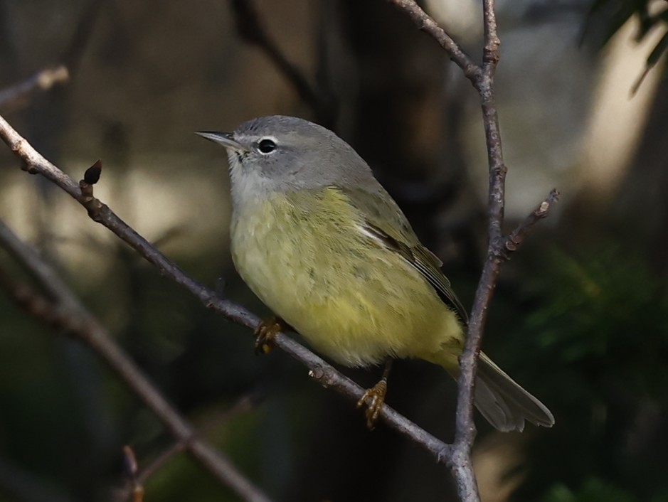 Orange-crowned Warbler - ML646260744
