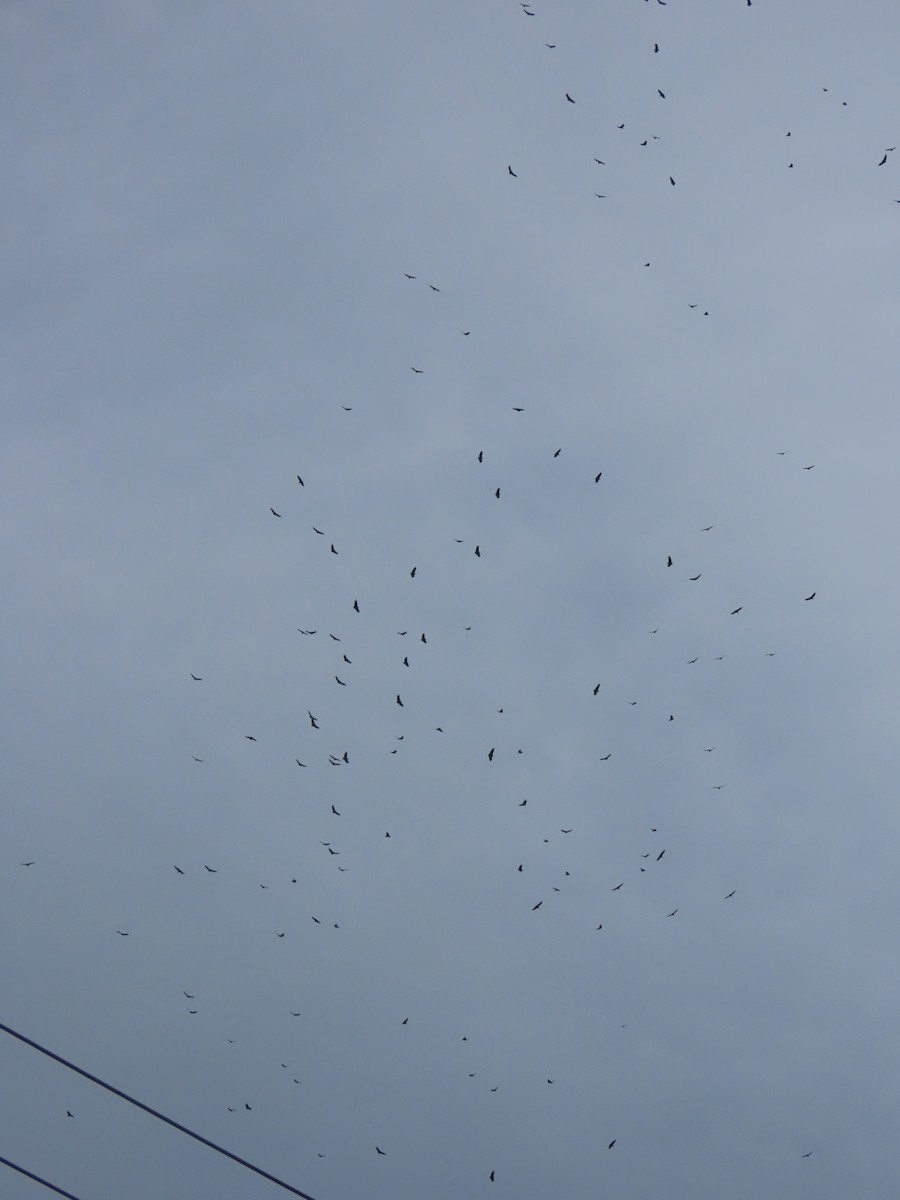 kondor havranovitý - ML646260752