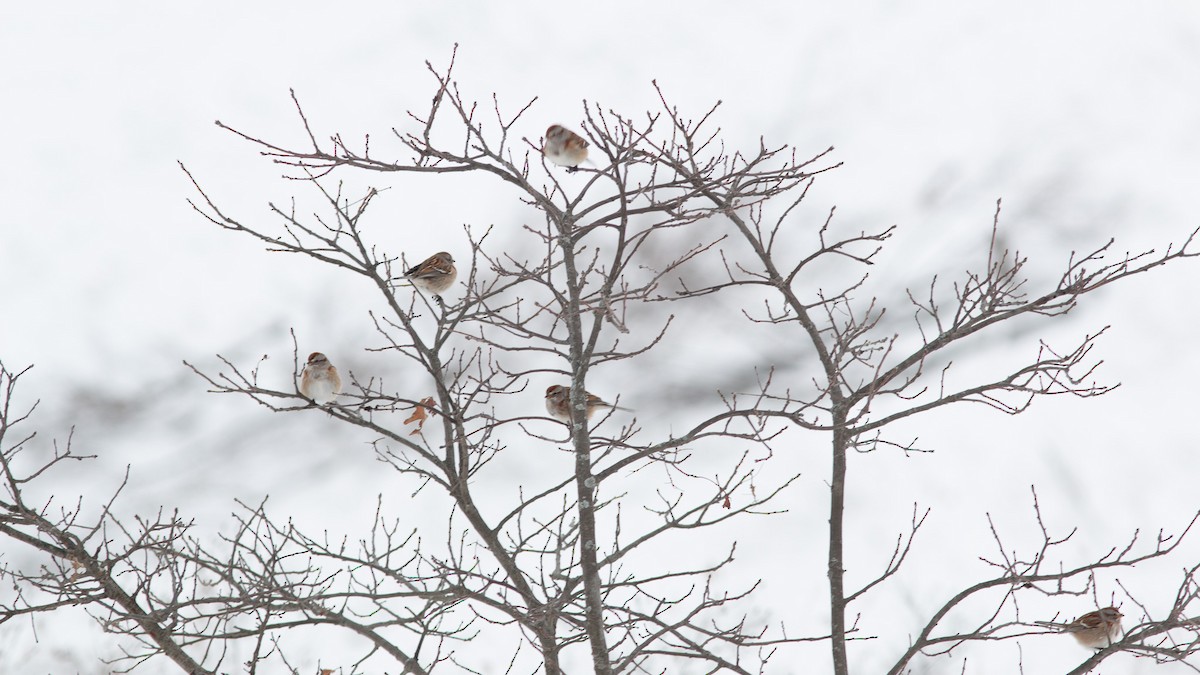 ムナフヒメドリ - ML646260763