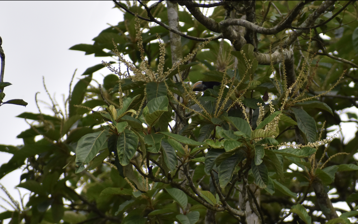 Chestnut-eared Aracari - ML646260764