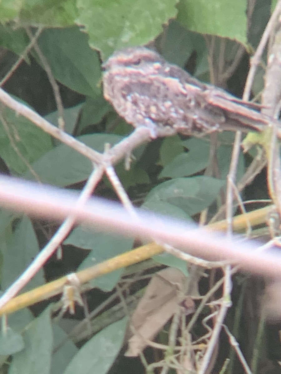 Ladder-tailed Nightjar - ML646260779