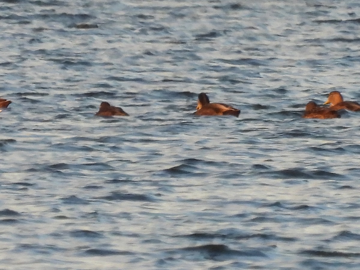 アメリカガモ - ML646260785