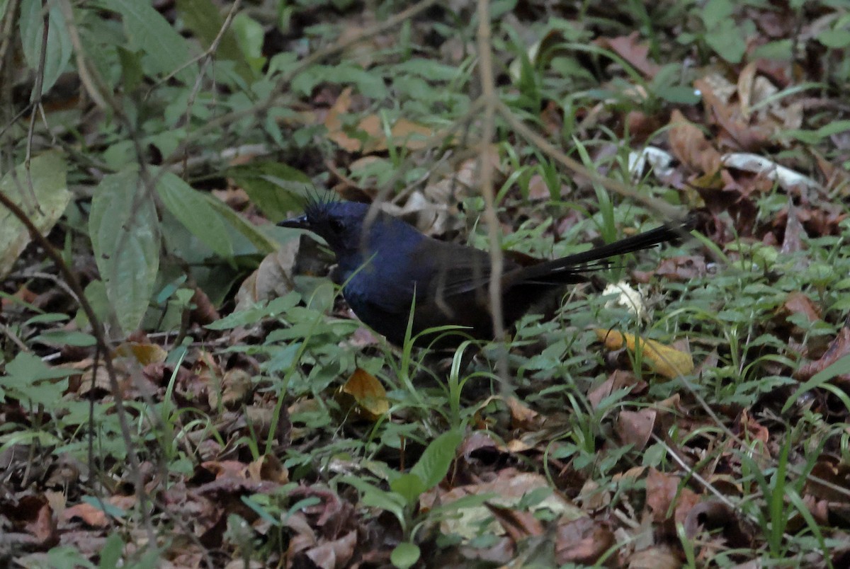 ケビタイオタテドリ - ML646260789