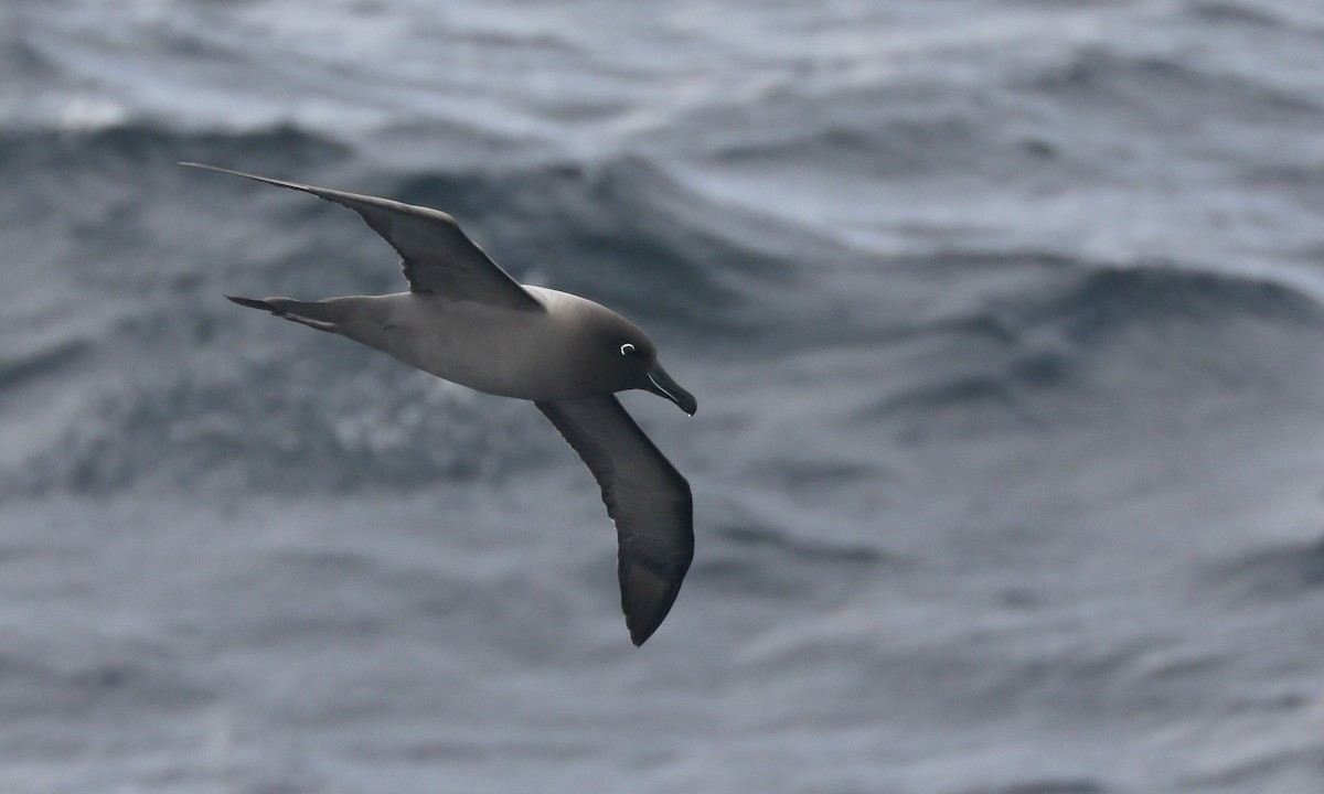 Light-mantled Albatross - ML646260796