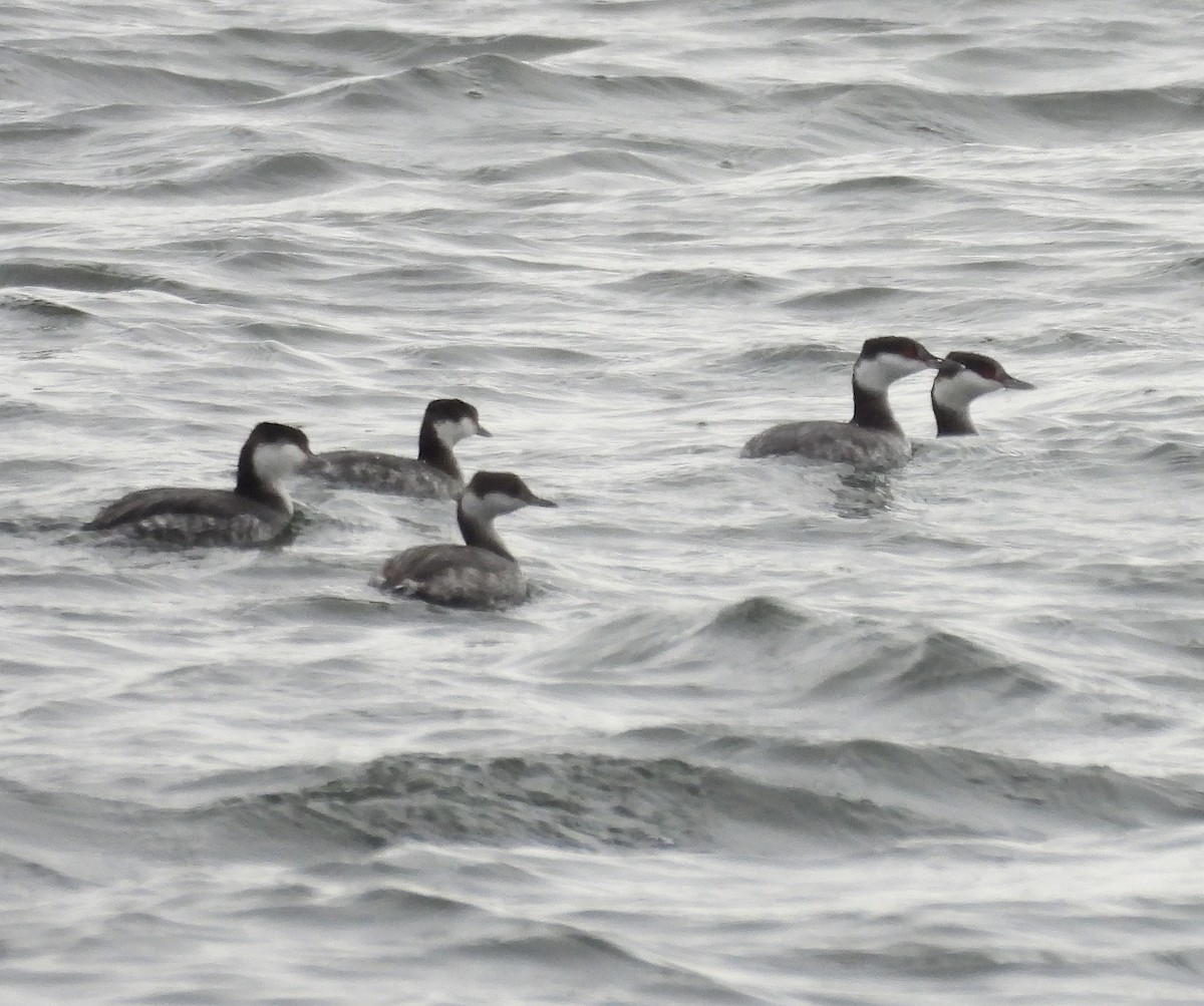 Horned Grebe - ML646260797