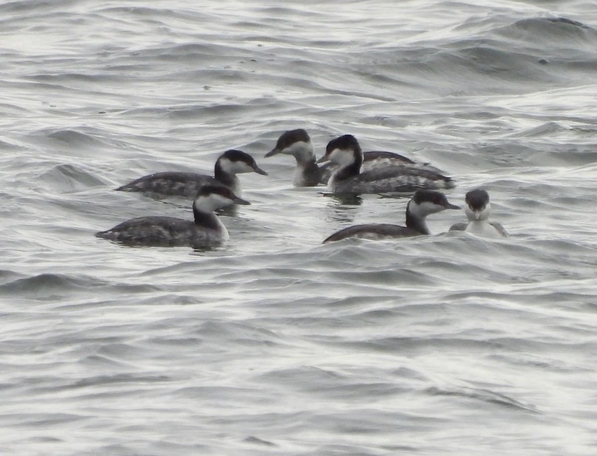Horned Grebe - ML646260798