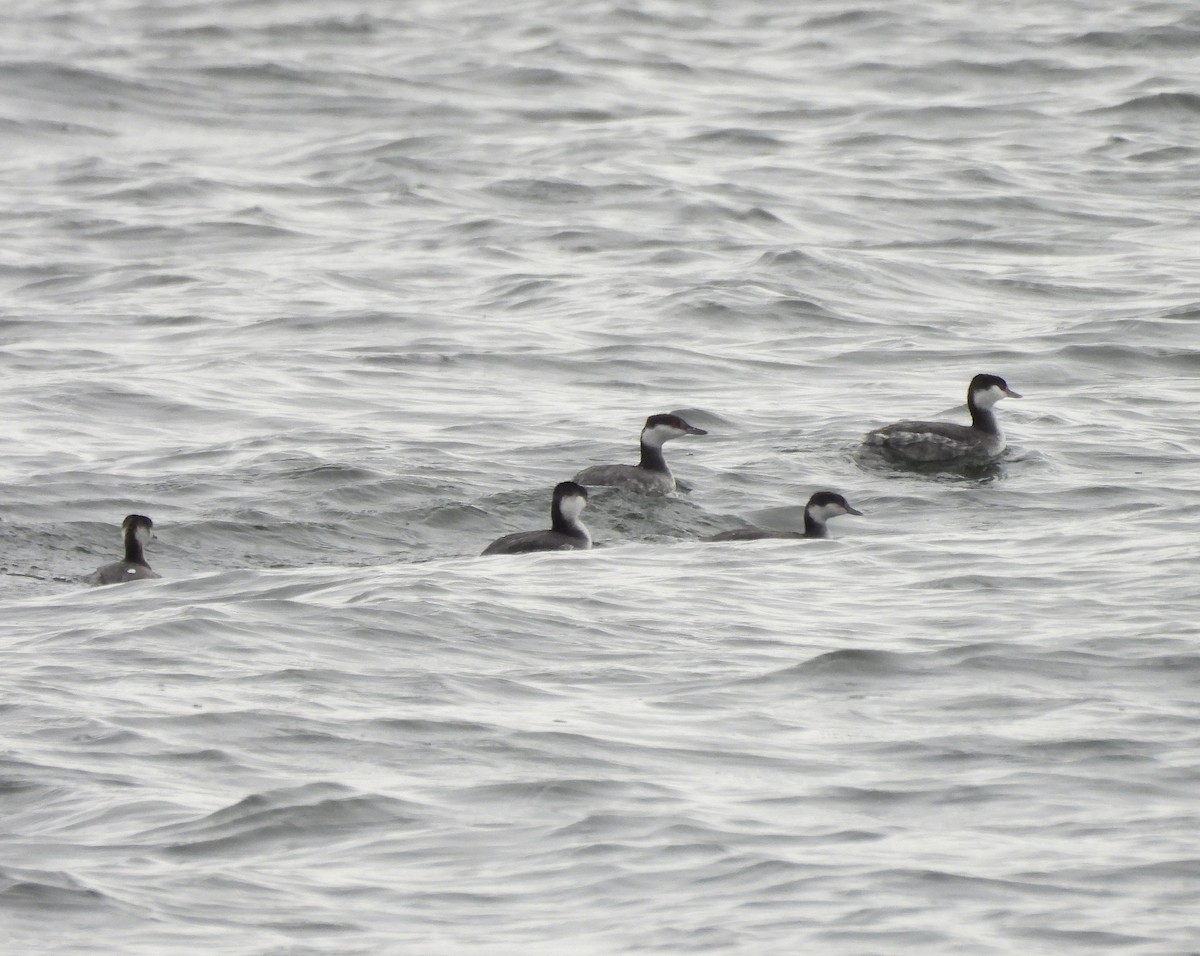 Horned Grebe - ML646260799