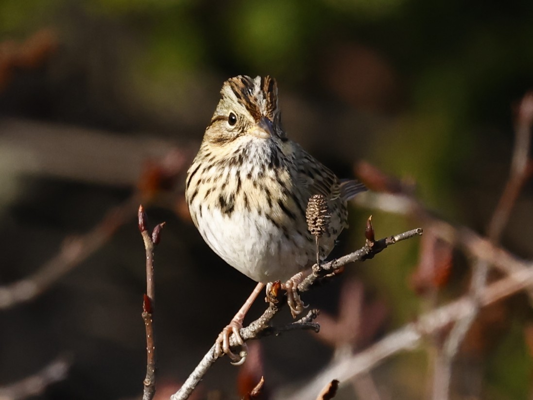 Lincoln's Sparrow - ML646260800