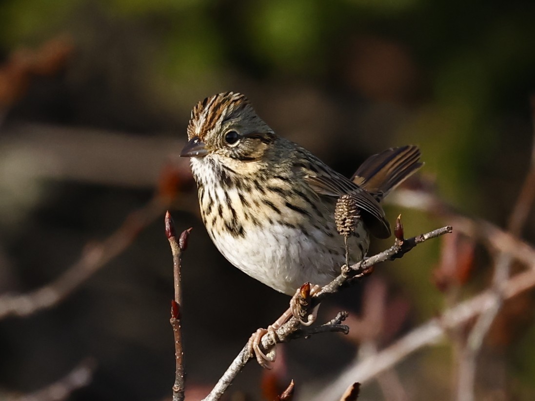 Lincoln's Sparrow - ML646260801