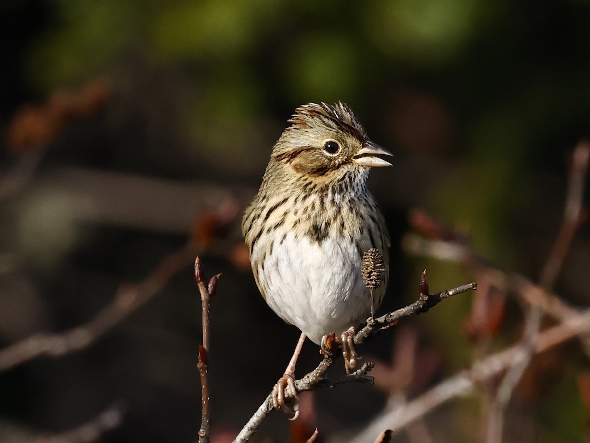Lincoln's Sparrow - ML646260803