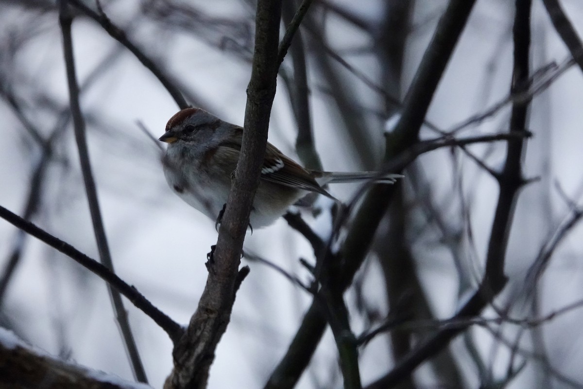 ムナフヒメドリ - ML646260810