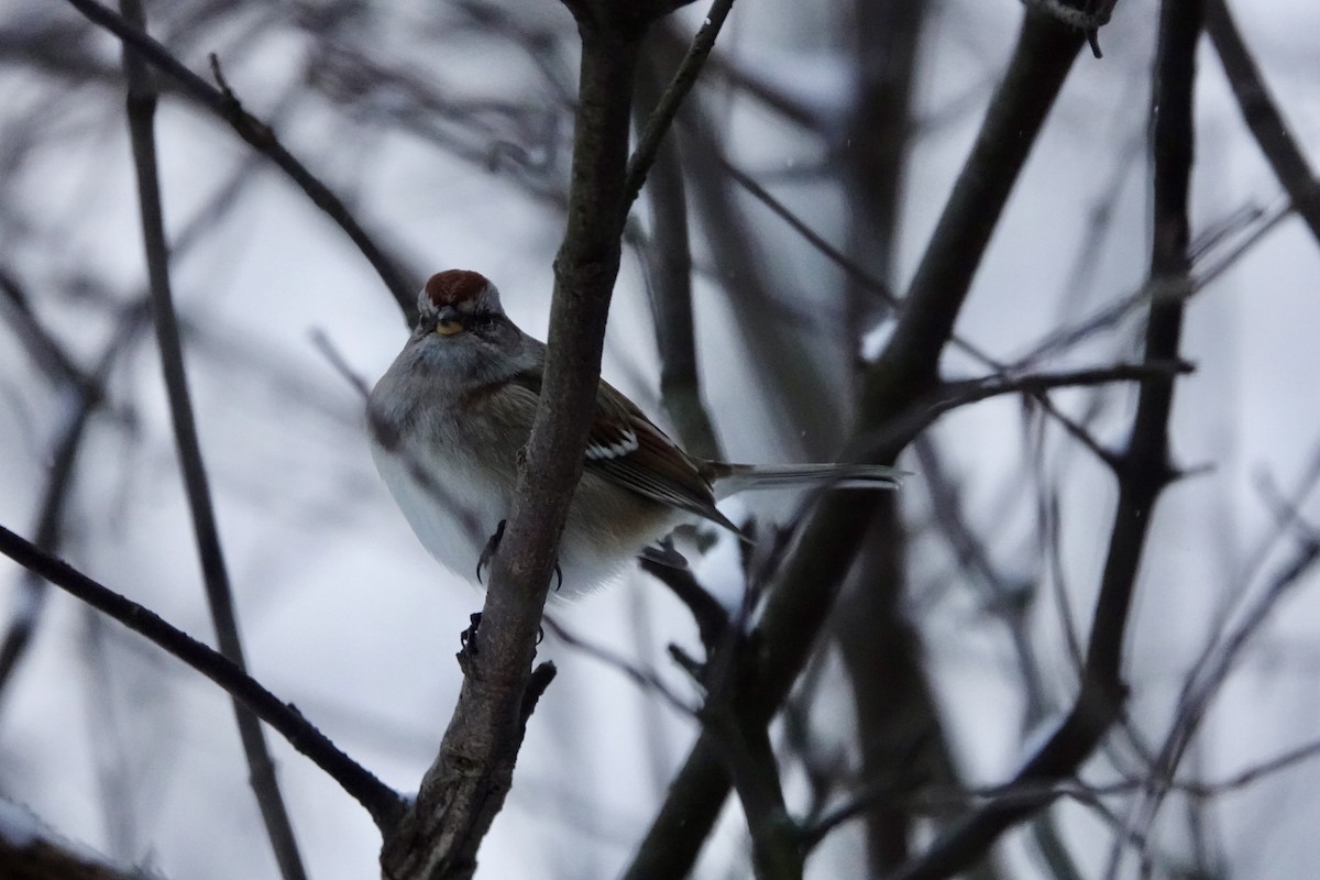 ムナフヒメドリ - ML646260811