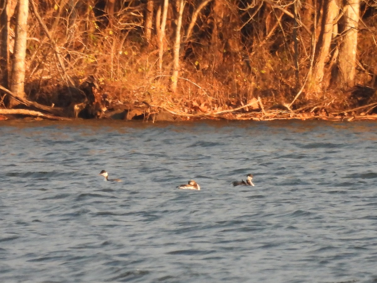 ミミカイツブリ - ML646260820