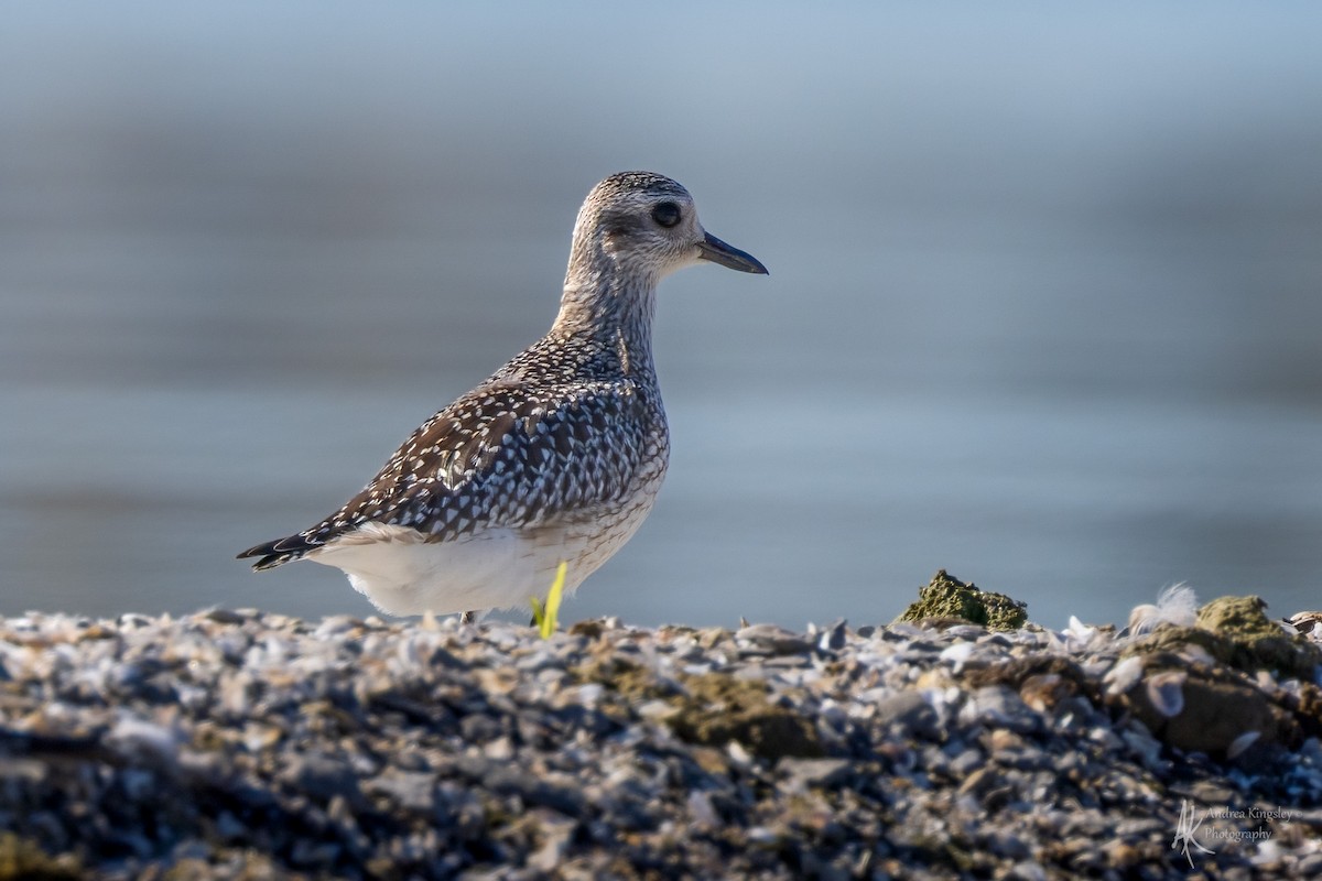 Black-bellied Plover - ML646260833