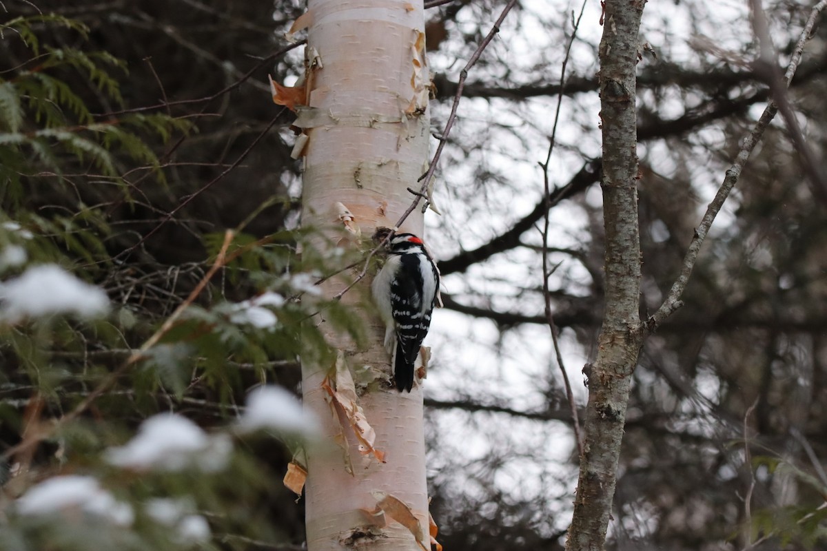 Downy Woodpecker - ML646260835