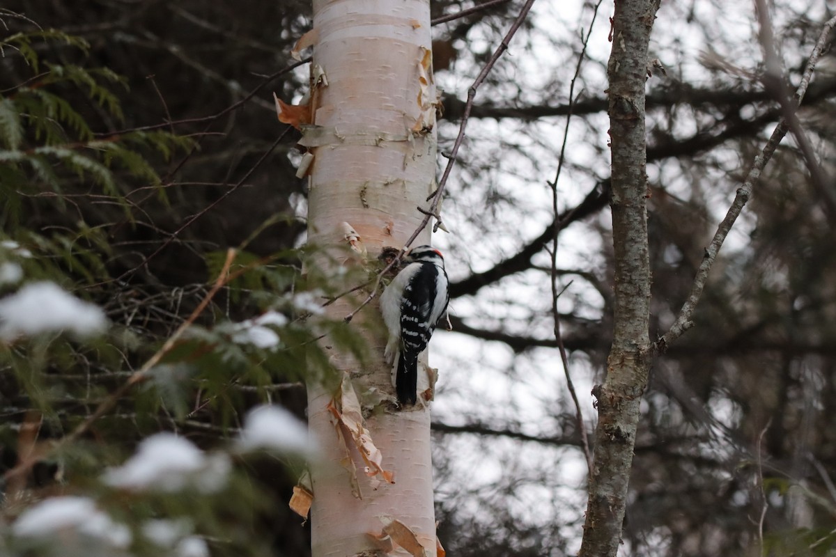 Downy Woodpecker - ML646260836