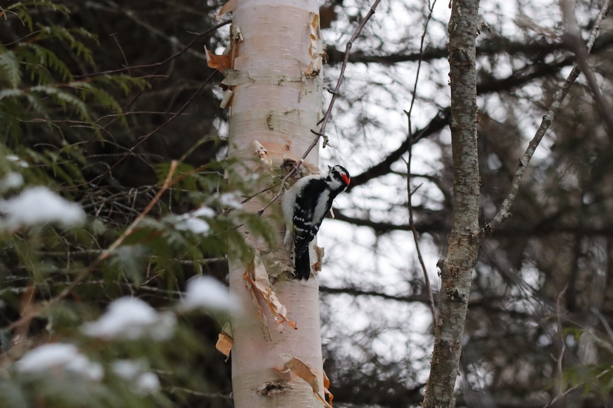 Downy Woodpecker - ML646260837