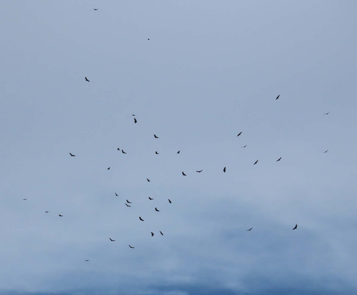 kondor havranovitý - ML646260850