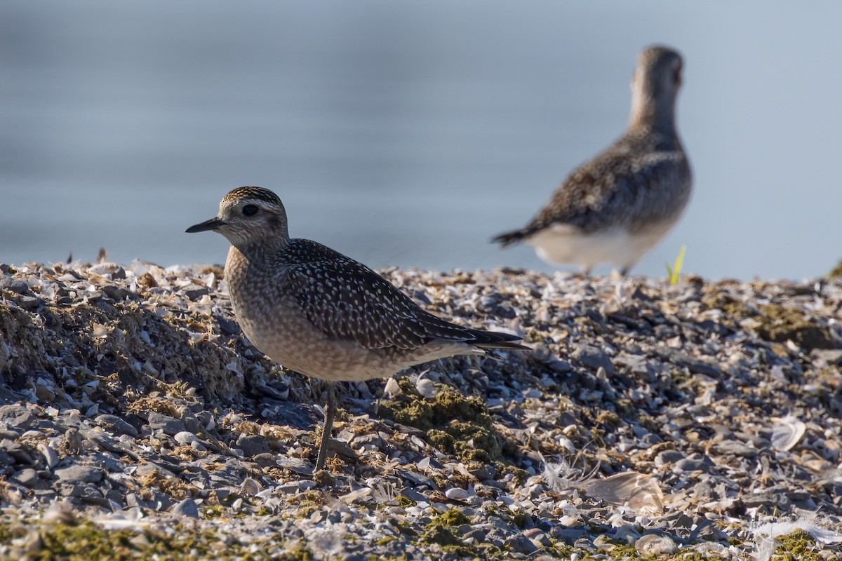 American Golden-Plover - ML646260852