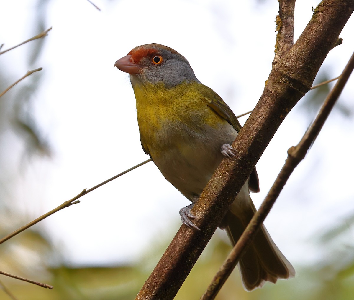 rustbrynvireo (ochrocephala) - ML646260857