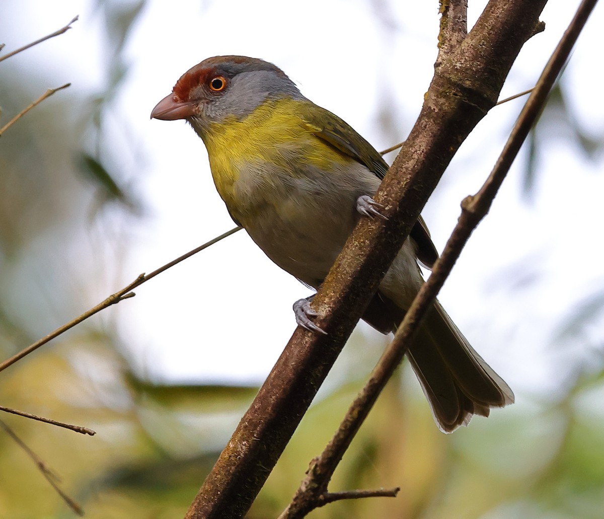 rustbrynvireo (ochrocephala) - ML646260858