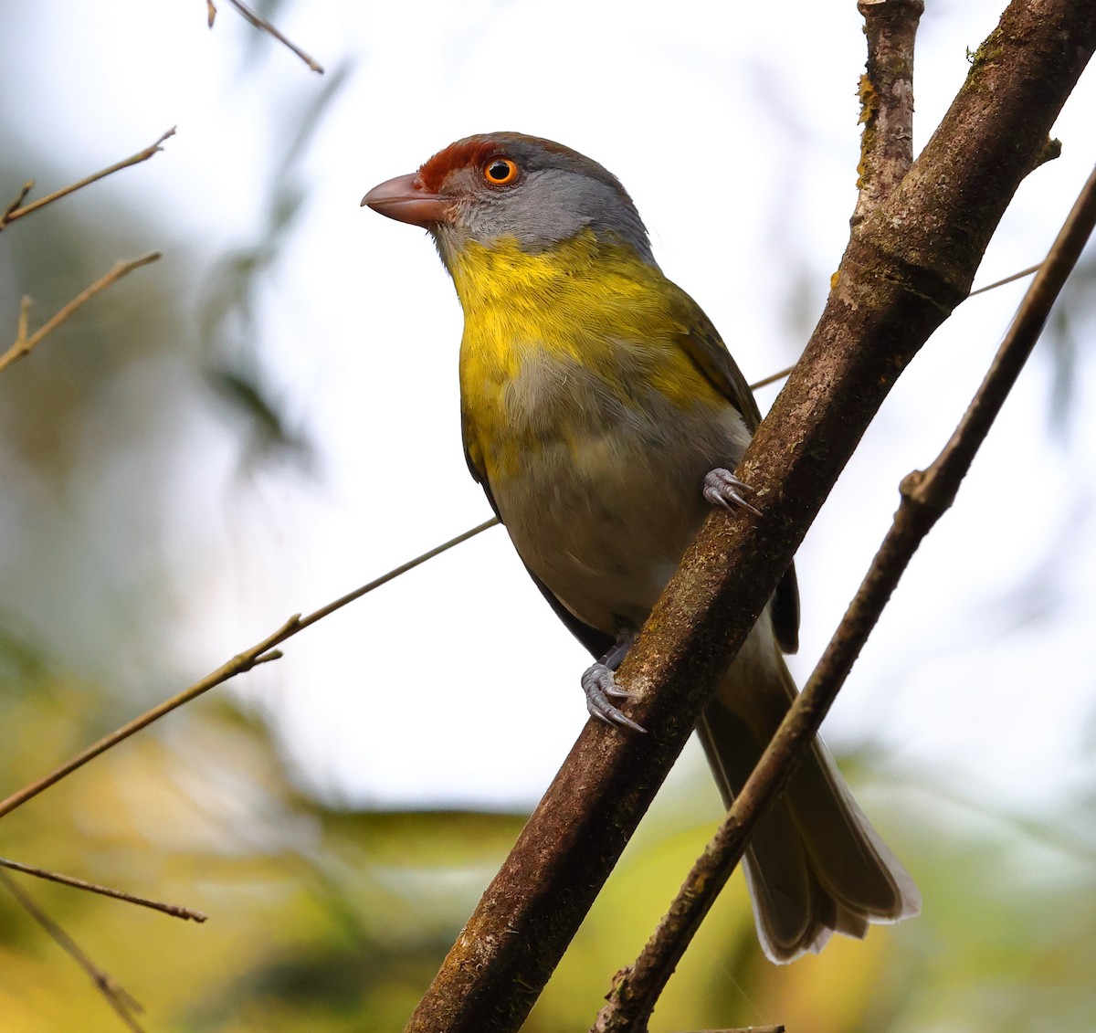 rustbrynvireo (ochrocephala) - ML646260859