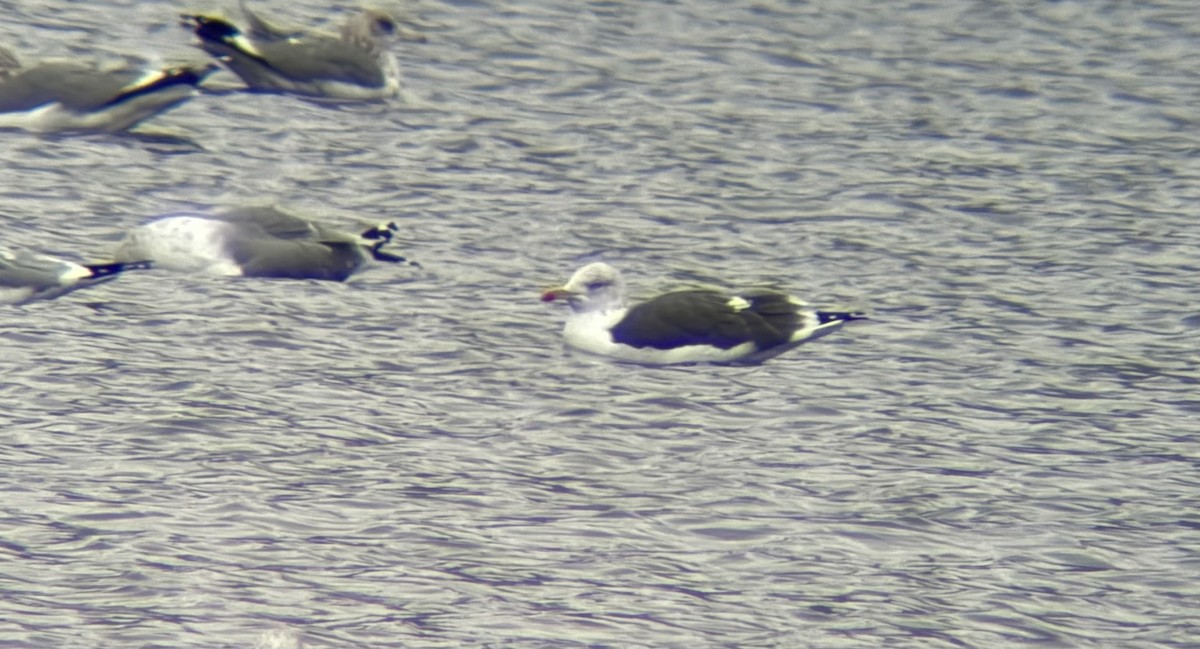 Gaviota Sombría - ML646260860