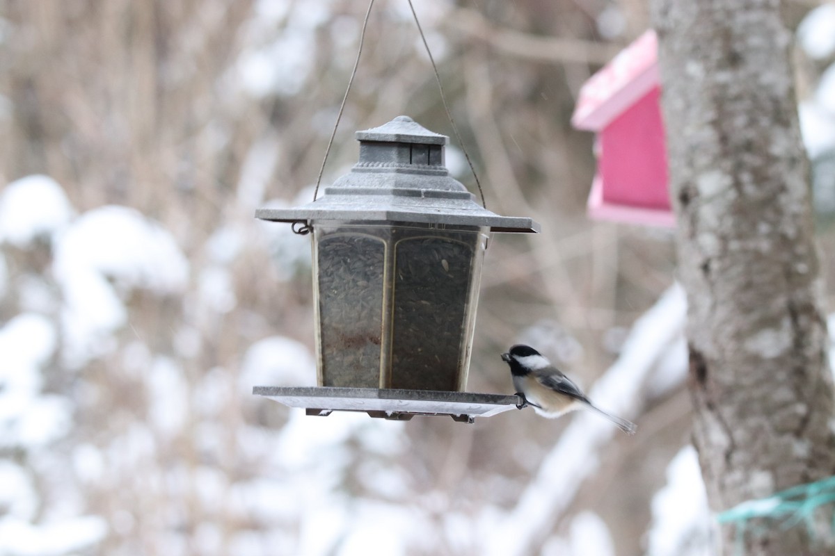 Black-capped Chickadee - ML646260863