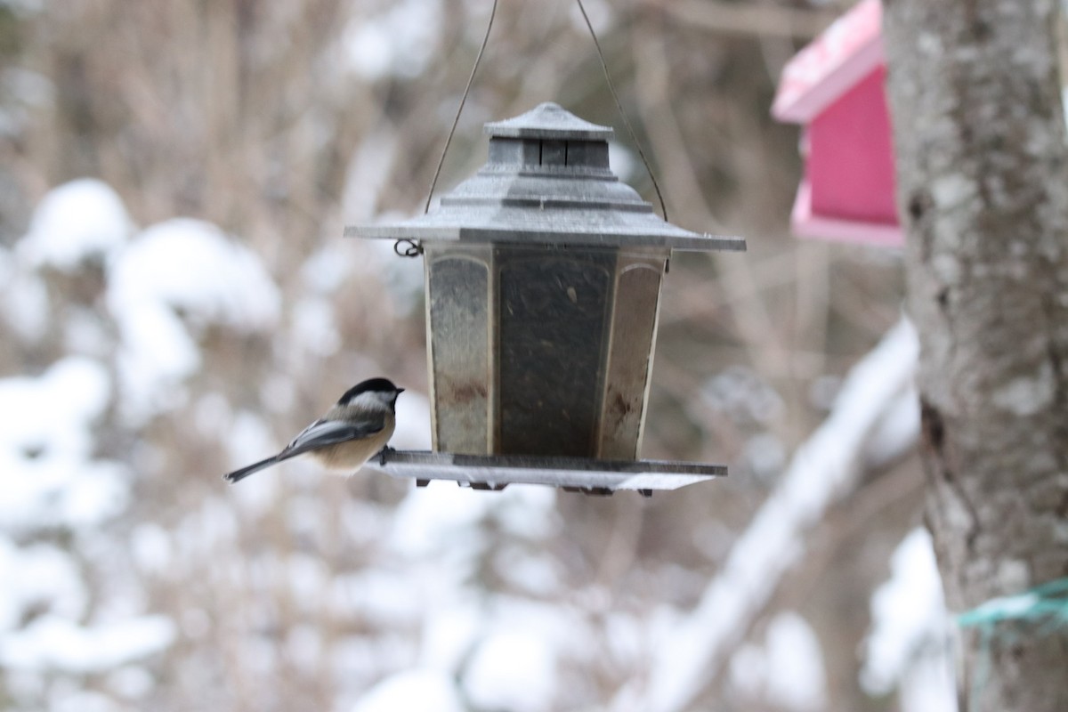 Black-capped Chickadee - ML646260864