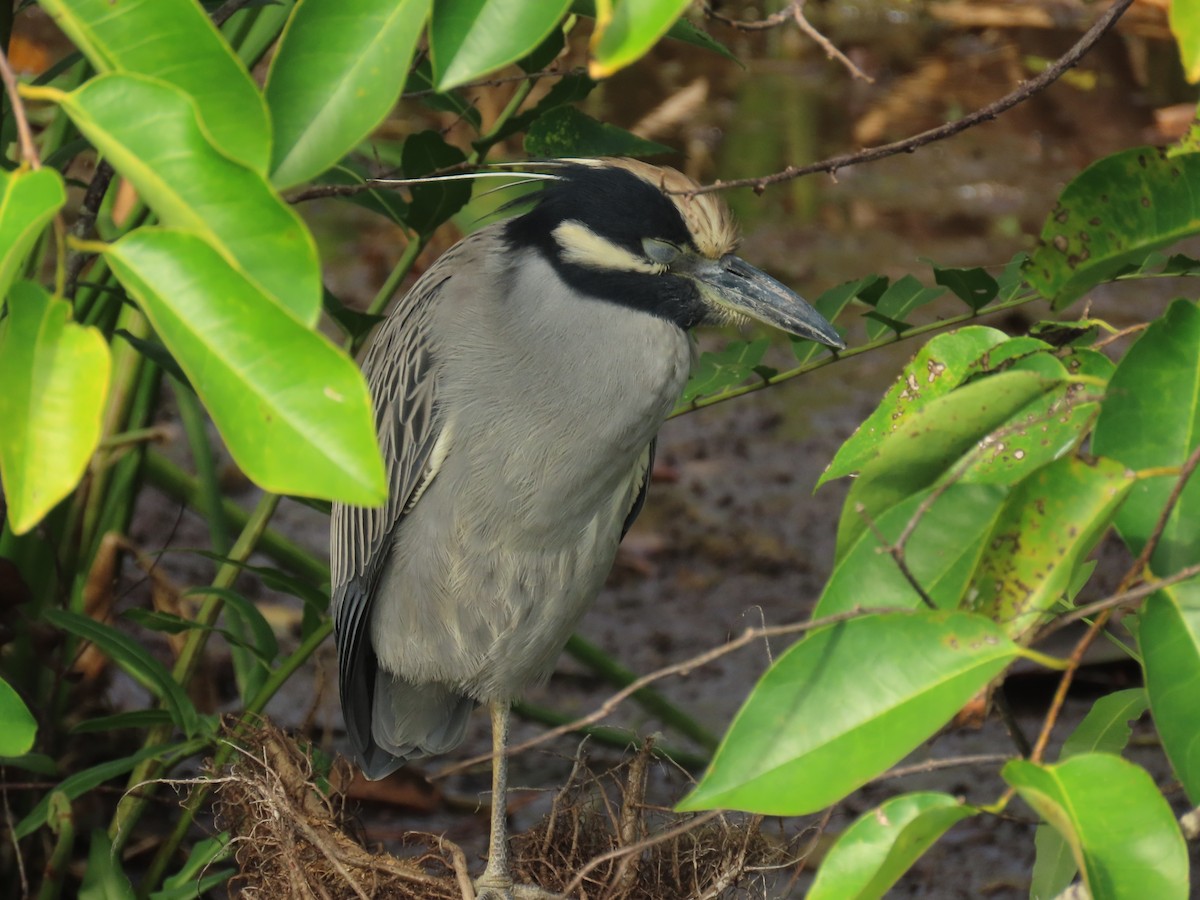 gulkronehegre - ML646260869