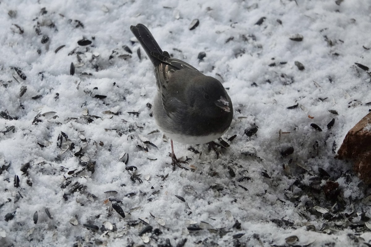 Dark-eyed Junco - ML646260870