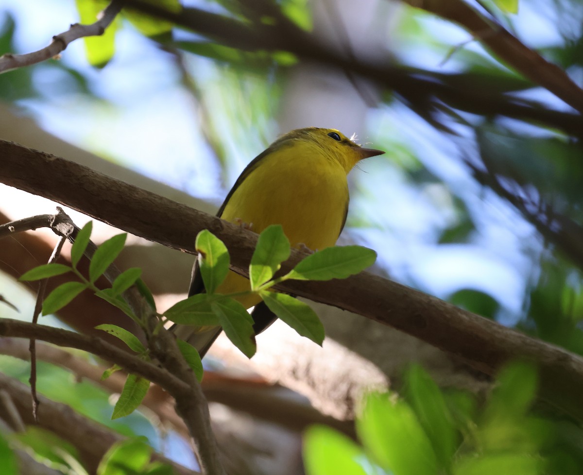 lesňáček kápový - ML646260876