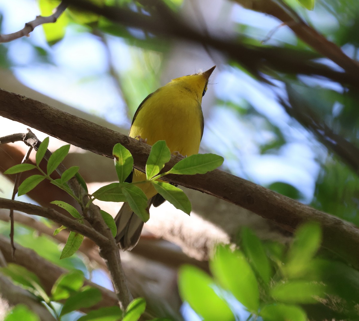 lesňáček kápový - ML646260877