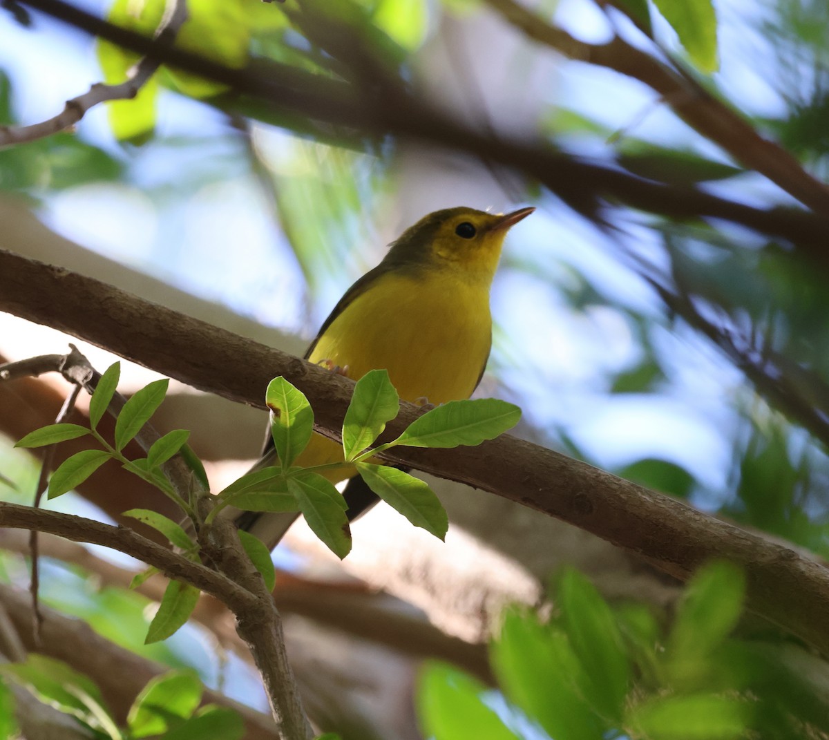 lesňáček kápový - ML646260878