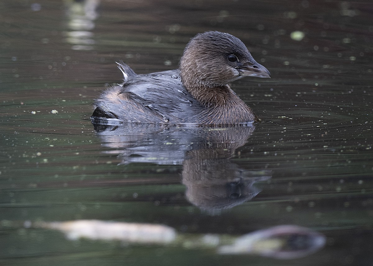 Pied-billed Grebe - ML646260879