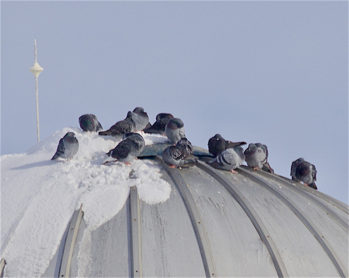 Kaya Güvercini (evcil tip) - ML646260881