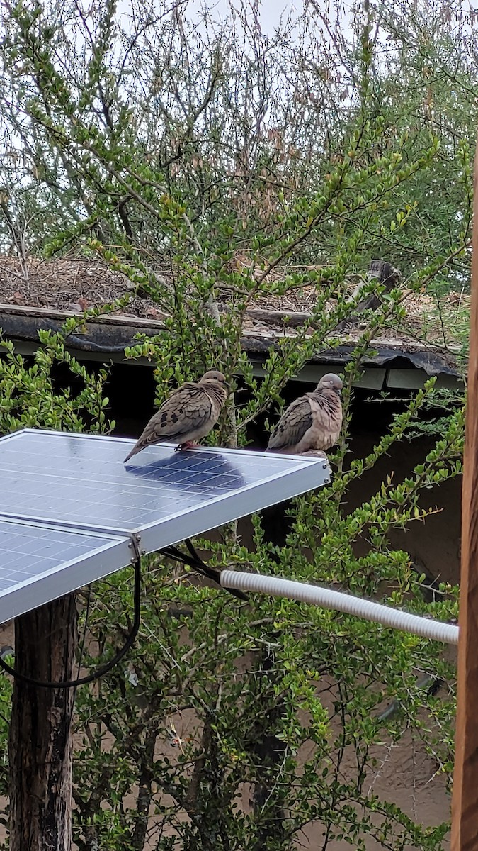 Eared Dove - ML646260883